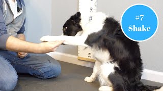Shake A Paw - Trickmas #7