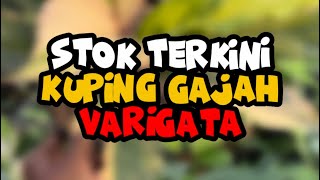 MURAH ! Stock Kuping Gajah Varigata