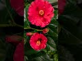 hibiscus flower blooming time lapse nature timelapse 4k ytshorts