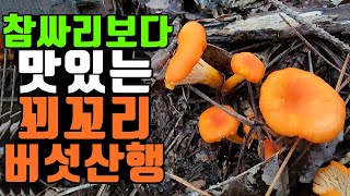 버섯산행! 능이버섯 보다 맛있는 꾀꼬리버섯 이게다 얼마야? 소나무 좀싸리버섯 발견! 보라싸리버섯, 참싸리버섯, 오이꽃버섯 산행! Country life