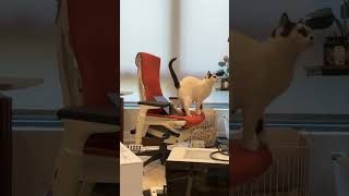 Goose Sits On Chat Peachjars