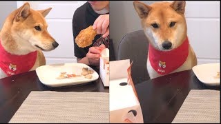 柴犬看主人狂吃炸鸡不分给自己 感觉都要哭了 |When Dog Realized Owner doesn't wanna share his fried chicken