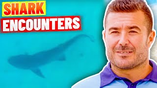 SHARK ALARM! Shark Sightings at Bondi Beach