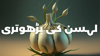 growth of g1 garlic | لہسن کی بڑھوتری |