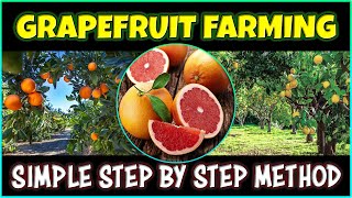 Grapefruit Farming | How to grow Grapefruit from Seed at Home