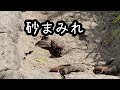 水浴びして砂浴びして砂まみれのスズメの子【すずめ日記】