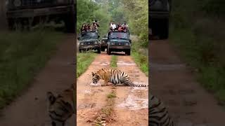 Tiger🐆 in Van Vihar National Park Bhopal in India #shorts || subscribe my channel for more videos ||