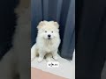 chowchow บรู๊ค งง chowchowworld dogsoftiktok เชาว์เชาว์🐾 dog