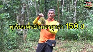 ทุเรียนพื้นบ้านอายุกว่า 150 ปี เป็นทุเรียนเนื้อดี ถูกใจคอทุเรียนเป็นอย่างมาก นักท่องเที่ยวพากันมากิน