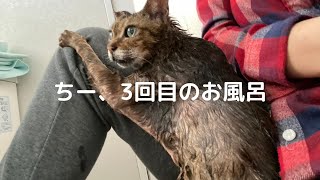 16才ちー、猫生にして3回目のお風呂