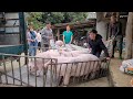 Catching pigs to sell to traders.  Pigs sell poorly, pig farmers lose money. (Episode 133).