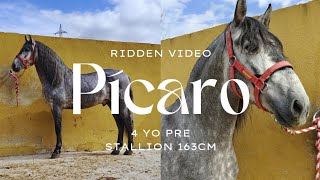 Beautiful baroque Andalusian stallion for sale