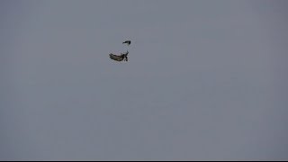 Osprey attacks BaldEagle