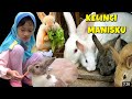 LAGU KELINCI LUCU || LAGU TREND