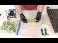 How to take plant cuttings like a Professional