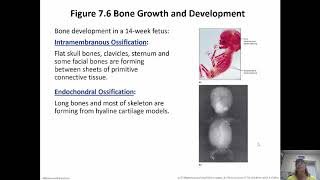 Skeletal System Chapter 7 Part 1