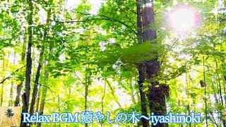 [Relax BGM] 川のせせらぎ、鳥のさえずり、水の音、癒し音楽　River murmuring、Bird song、Relaxing Music