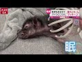 【どうぶつライブ】ネコが宙づり状態… 絶滅危惧種「スナドリネコ」の赤ちゃん誕生 国道を駆け抜ける“馬とパトカー” など（日テレnews live）