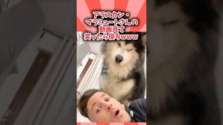 アラスカン・マラミュートさんの動画見て笑ったら寝ろwwwwwww#pets #animals