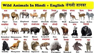 Wild Animals name hindi \u0026 english....... जंगली जानवरों के नाम हिन्दी और अंग्रेजी में .......