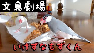 【爆笑】文鳥劇場　いけずなもずくん　#232