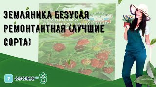 Земляника безусая ремонтантная (лучшие сорта)