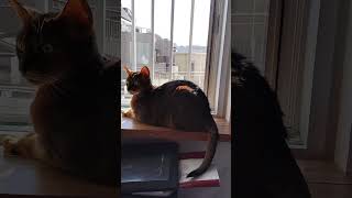 ネコ動画あび#4477　#shorts　#あび #ねこ #ネコのあび #猫動画