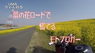 【モトブログ】菜の花ロードで慌てるモトブロガー【Ninja1000】