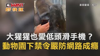 CTWANT 國際新聞 / 大猩猩也愛低頭滑手機？　動物園下禁令「嚴防猩猩網路成癮」