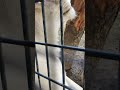 柔春●㊻ホワイトライオン・白獅子・リズムちゃん・沖縄こどもの国・・・white_lion・okinawa zoo u0026 museum 20230317