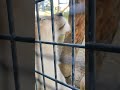 柔春●㊻ホワイトライオン・白獅子・リズムちゃん・沖縄こどもの国・・・white_lion・okinawa zoo u0026 museum 20230317