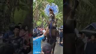 Predator Nie Dance Horse Juinak Ora Dumeh Tapi Aktief Besty #kudajingkrak #kudajoget #dancehorse