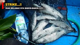 MANCING BELANAK DI PERTIGAAN SUNGAI Epic Catch eps 28