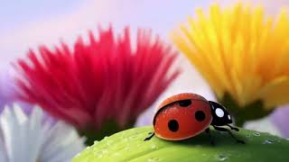 A Polka Dot Ladybug Journey