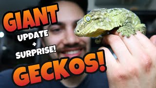 Sneaky Lizards! Giant Gecko Update + SURPRISE! (Leachianus geckos)