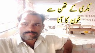 Blood In Milk Of Goat Problem | Bakri K Than Say Khoon Ka Ana | Bakri K Doodh Main Khoon Ana