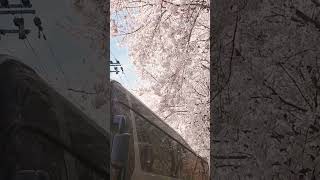 桜 (화질이 진짜 에바야)