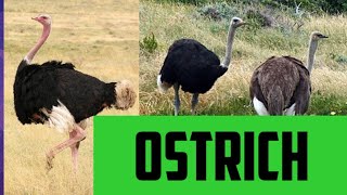 ostrich || ഒട്ടകപക്ഷി