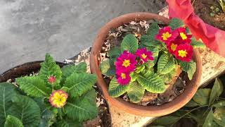 Primrose/ Primula plant care