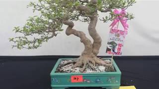 BONSAI EXHIBITION IN MALAYSIA 2019