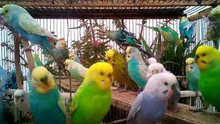 Happy Budgie Sounds Understanding Your Feathered Friend!