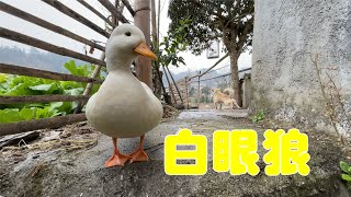 Masked Bird Brother｜The duck gets angry after eating, the owner calls it white-eyed wolf