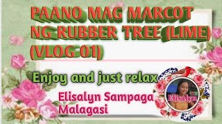 PAANO MAG MARCOT NG RUBBER TREE (LIME) (VLOG 01)