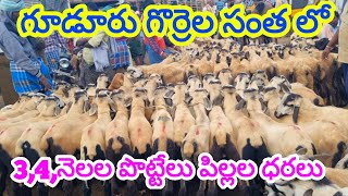 3,4 నెలల పొట్టేలు పిల్లల ధరలు గూడూరు గొర్రెల సంత 17 1 2025 Gudur sheep market Today alikhankrk