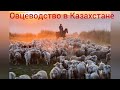 кормление овец зимой. Живой вес эдильбаевской овцематки.