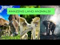 Amazing Land Animals for Kids to Learn | Learning Land Animal Names for Children | Cute Kids Video