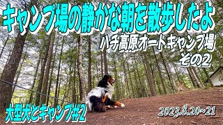 大型犬とキャンプ／静かな朝のキャンプ場を散歩しましたよ？／大型犬散歩