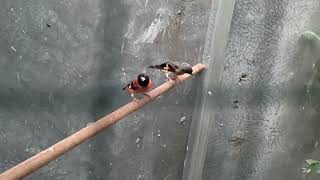 Kandang Ternak Aviary Burung Red Siskin Klasik