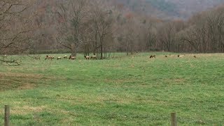 Reward Offered for Information on Elk Poachers in Michigan