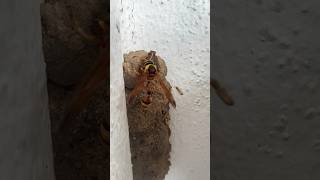 who's here #insects #bee #shortvideo